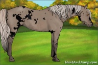 Horse Color:Void White Spotted Silver Grullo Rabicano 