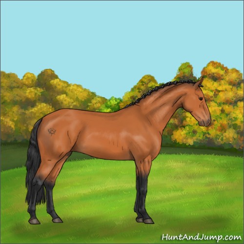 Horse Color:Bay 