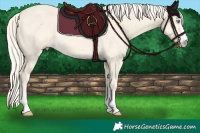 Horse Color:Cremello Dun 