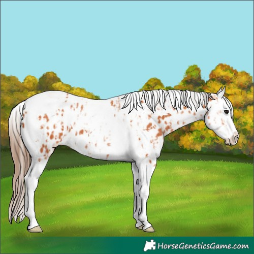 Horse Color:Bay Splash Tobiano Near Leopard and Bay Splash Tobiano Near Leopard