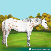 Horse Color:Bay Splash Tobiano Near Leopard  and Bay Splash Tobiano Near Leopard 