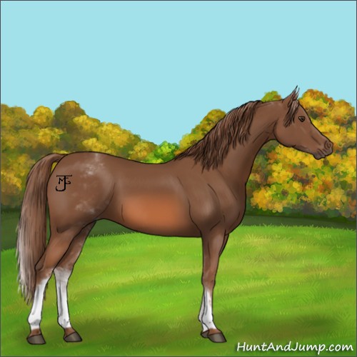 Horse Color:White Spotted Chestnut 