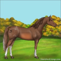 Horse Color:White Spotted Chestnut 