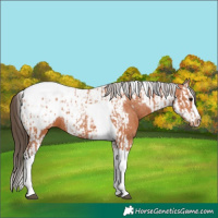 Horse Color:Bay Splash Tobiano Appaloosa  and Bay Splash Tobiano Frame Appaloosa 