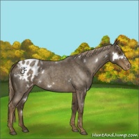 Horse Color:White Spotted Chocolate Palomino Roan Appaloosa Rabicano 