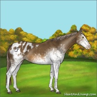 Horse Color:White Spotted Chocolate Palomino Appaloosa
