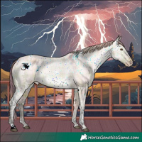 Horse Color:Plaid White Spotted Brown Ice Dun Appaloosa