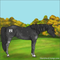 Horse Color:Black Tobiano 