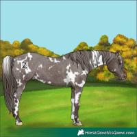 Horse Color:White Spotted Liver Chestnut Varnish 