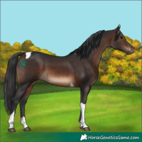 Horse Color:Brown Tobiano 
