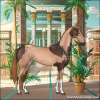 Horse Color:Liver Chestnut  and Gold Champagne 