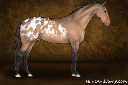 Horse Color:Bay Dun Appaloosa 