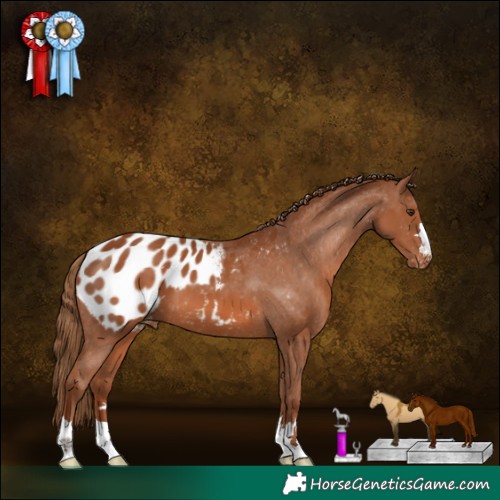 Horse Color:Chestnut Appaloosa 