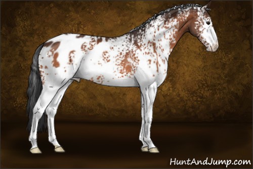Horse Color:White Spotted Bay Appaloosa 
