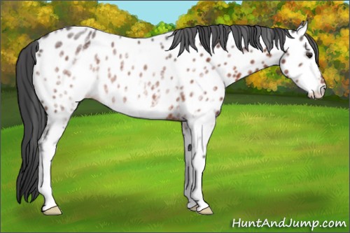 Horse Color:White Spotted Brown Appaloosa Rabicano 