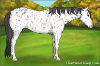 Horse Color:White Spotted Brown Appaloosa Rabicano 