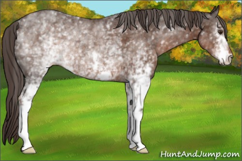 Horse Color:White Spotted Liver Chestnut Rabicano 