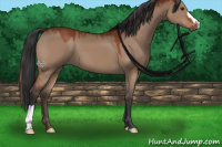 Horse Color:Brown Dun 
