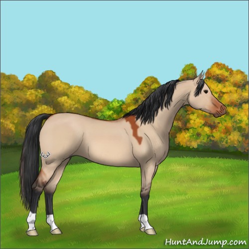 Horse Color:Bay Dun 