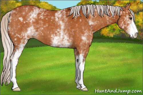 Horse Color:White Spotted Silver Buckskin 