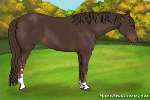 Horse Color:Liver Chestnut Sabino 