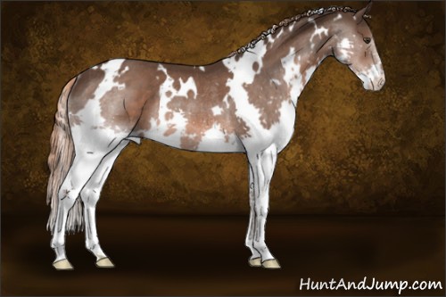 Horse Color:White Spotted Liver Chestnut Splash Rabicano 