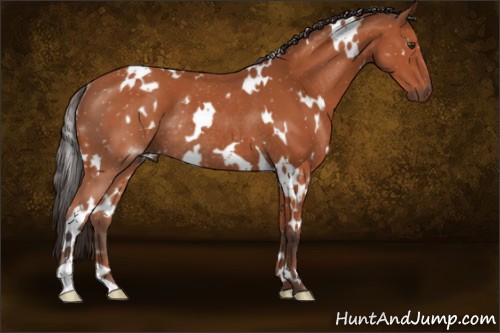 Horse Color:White Spotted Brown Rabicano 