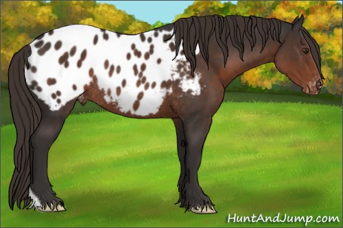 Horse Color:Liver Chestnut Appaloosa Rabicano 
