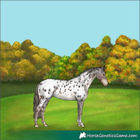 Horse Color:Liver Chestnut Appaloosa Rabicano