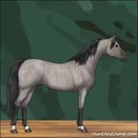 Horse Color:Grullo Roan 