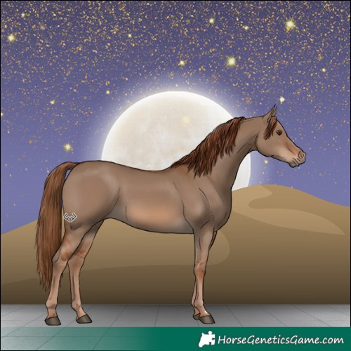Horse Color:Red Dun 