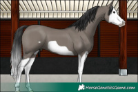 Horse Color:Grullo Splash Frame 