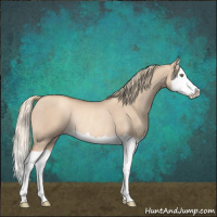 Horse Color:Gold Champagne Dun Splash Rabicano 