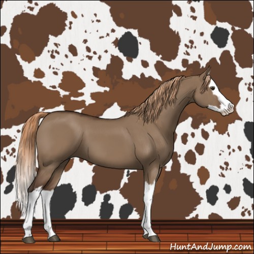 Horse Color:Liver Red Dun Splash