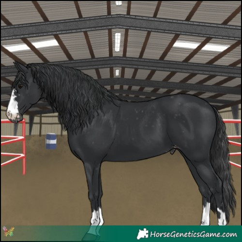 Horse Color:Black Appaloosa 