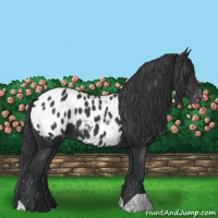Horse Color:Black Appaloosa 