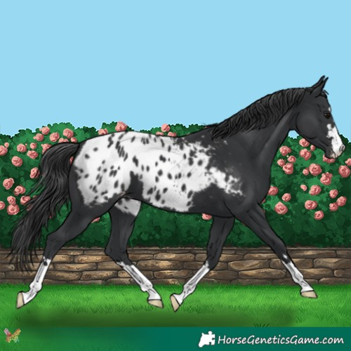 Horse Color:Black Appaloosa