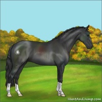 Horse Color:Black 