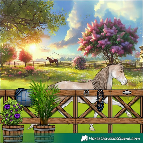 Horse Color:Black Pearl Sabino Appaloosa Rabicano 