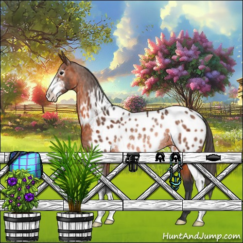 Horse Color:Brown Sabino Near Leopard Rabicano 