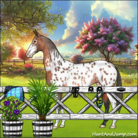 Horse Color:Brown Sabino Near Leopard Rabicano 