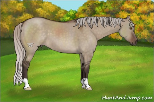 Horse Color:Silver Brown Dun 