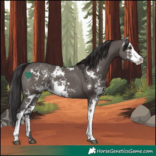 Horse Color:Smoky Grullo Sabino 