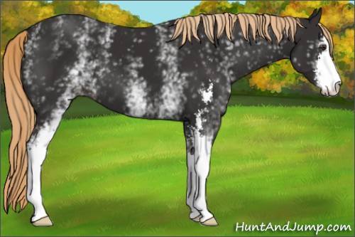 Horse Color:White Spotted Liver Chestnut Sabino 