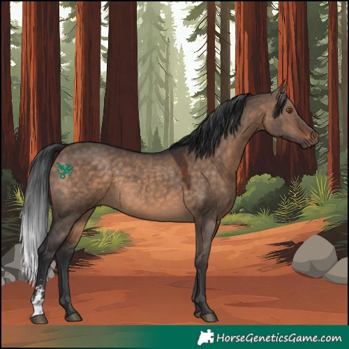 Horse Color:Brown Dun Sabino 