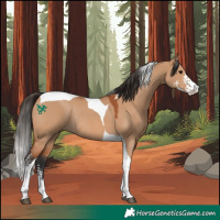 Horse Color:Bay Dun Sabino Tobiano Rabicano