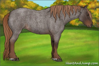 Horse Color:Liver Red Roan 