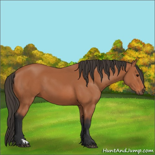 Horse Color:Bay 