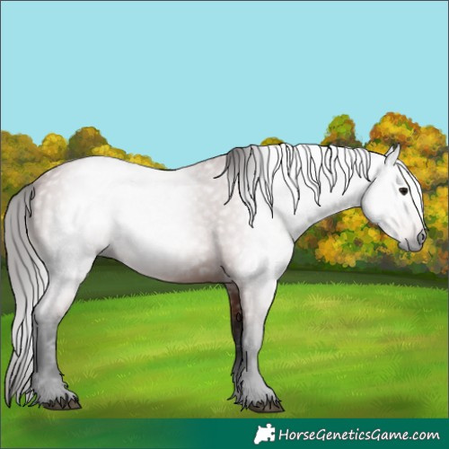 Horse Color:Gray Bay 