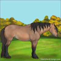 Horse Color:Bay Dun 